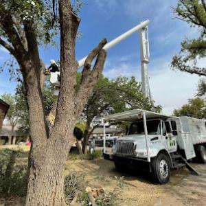 Advanced Tree Clinic