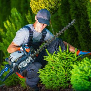 Carol's Tree Service Millsboro