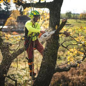 Above & Beyond Tree & Shrubbery Service