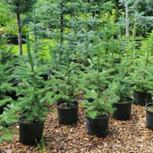 Evans Tree Farm/Nursery