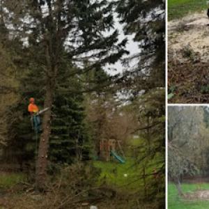 Tree services D.I tree services