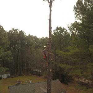 Hutchwood Tree Service