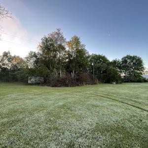 Quality Tree Experts