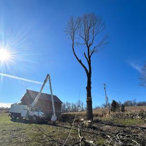 Yeager's precision tree service