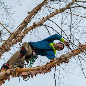 Basic Tree Care | Newark Tree Removal Service