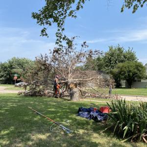 Lumberjane Tree Services