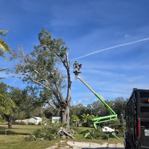 YG Tree Services