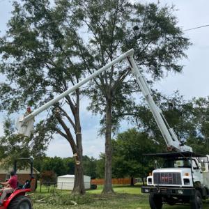 North River Tree Service