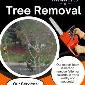 Novato Tree Service Company