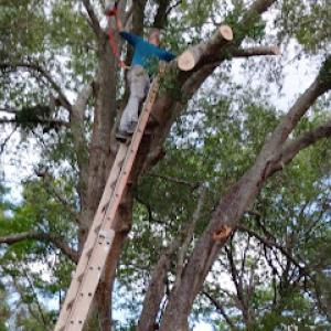 American Arborist