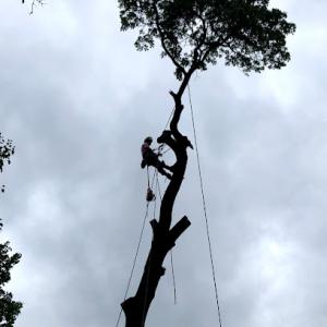 Straight Up Tree Service | Removal | Pruning | Cutting | Tree Expert in Ringgold, GA