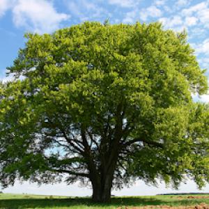 Greenman Tree Services