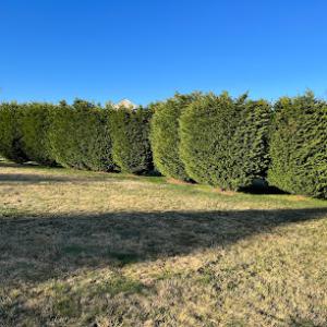Maryland Professional Tree Services