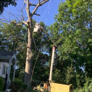 Escobar Tree Experts