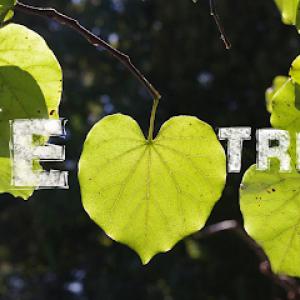 TreeAdvisor Outdoor Living