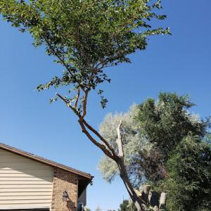 Empire Tree Service of Park City