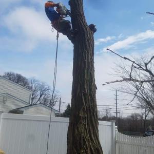 Mendoza's Tree Service