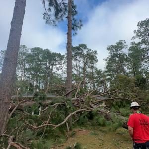 Tree Removal Near Me