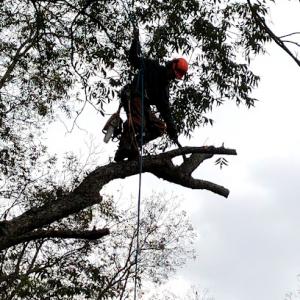 Houston county tree service
