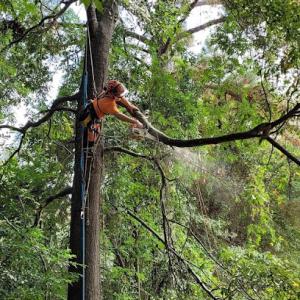 Ascent Tree Care