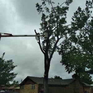 Affordable tree trimming