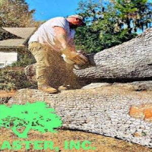 Tree Masters of Savannah