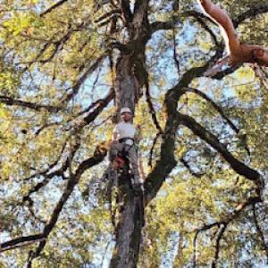 Savannah Tree Service