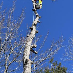 Morales Landscaping & Tree Trimming
