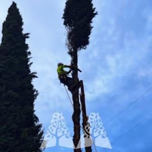 AA Tree Care
