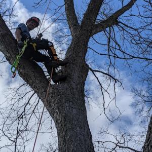 Sterling Tree & Forest Specialist