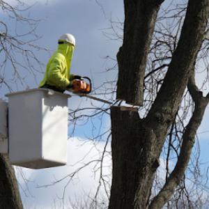 Fayetteville Tree Care Services