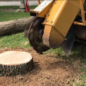 Log King Tree Services Rocklin