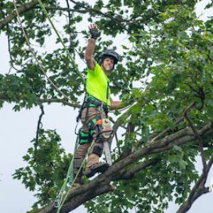 Green Spider Tree Service