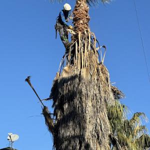 Tree of Righteousness Tree service