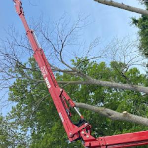 Tree & Yard Renovations