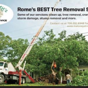 Maloney's Tree Service