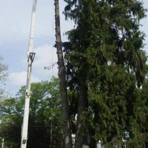 Crouse's Cutting Tree & Landscape