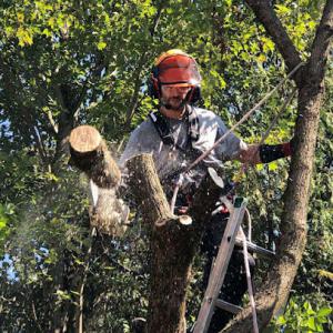 Silva Tree Service