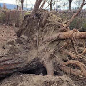 Patriot Stump Grinding