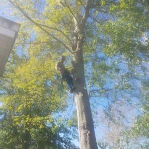 Bug's Tree Trimming & Land Clearing