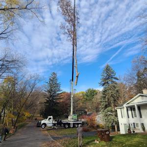 AAA Tree Pros