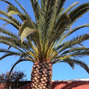 Guzman Tree Services