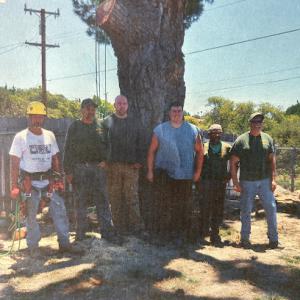 Giant Tree Services