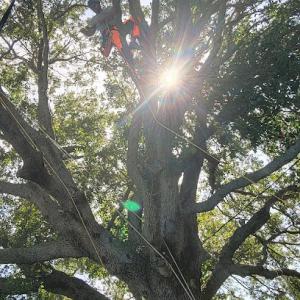 Britton Family Tree Services