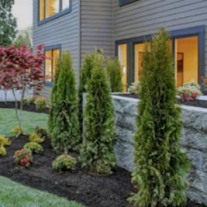 Economy Tree Service