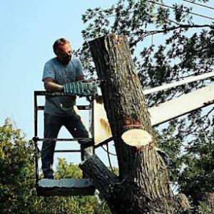 A & J's Tree Experts /Tree service