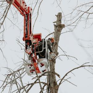 Parm's Tree Service
