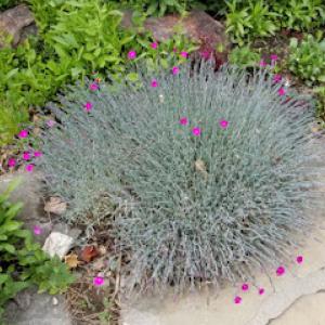 Freshstart Landscape & Garden Services