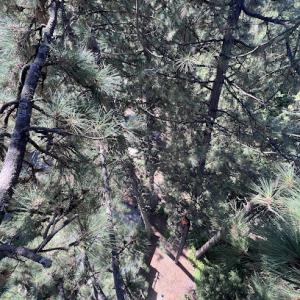 Sullivan Tree Service