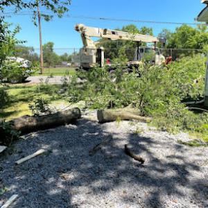 Moore & Smith Tree Care